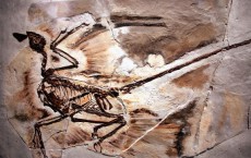 Exhibit Displays Newest Dinosaur Fossils