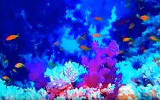 Red Sea Coral Reef - Amazing World Under The Red Sea - History Channel HD