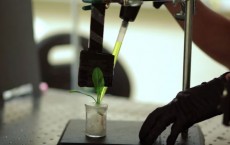 Plants that can detect explosives and pollution