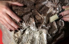 Britain's Oldest Dinosaur To Be Excavated