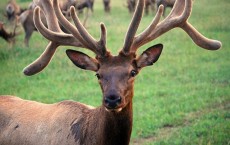 Elk