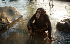 Rehabilitating Chimpanzees -- A Labour Of Love 