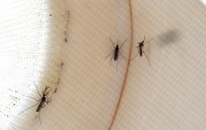 Health Officials Expect Active West Nile Season