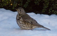 Mistle Thrush Population Missing From UK Gardens: RSPB