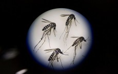 Aedes Mosquitoes