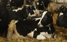 German Dairy Farmers Struggle With Falling Milk Prices