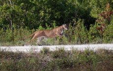 Florida Wildfire Biologists Release Panther Into The Wild