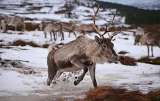 Britain's Only Reindeer Herd Prepare For Christmas In The Cairngorms National Park