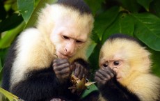 Capuchin Monkeys