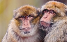 Macaques