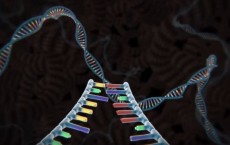 Genome Editing with CRISPR-Cas9