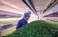 Urban Farming Goes Underground