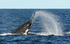 Humpback Whale