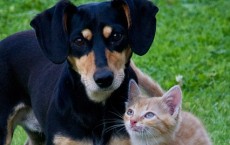 cat and dog