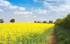 rapeseed farm