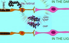 Rhodopsin