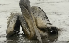 A brown pelican submerged in Deepwater Horizon oil spill in 2010