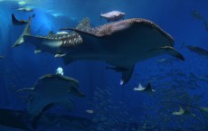 Okinawa Churaumi Aquarium Attracts Visitors 