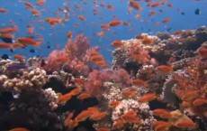 Acid Test: The Global Challenge of Ocean Acidification