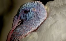 National Thanksgiving Turkey Meets The Press Ahead Of Presidential Pardon 