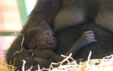 Baby Gorilla Raised By Human Surrogate at Cincinnati Zoo