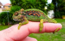 Chameleon