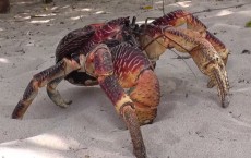 Giant Coconut Crab