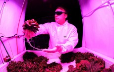 Scientists Hope To Grow Salad In Space 