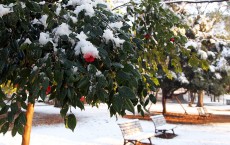 Snow Fall Hits Tokyo 