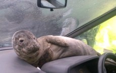 Seal Pup Seeks Shelter From Storm on Car Dashboard 