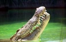 Biologists Say Crocodiles Work as Team to Hunt Their Prey