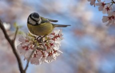 A Blue Tit Sits On A Blossom Branch