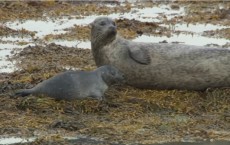 Harbor Seals