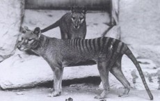 Tasmanian tiger