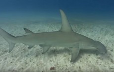 Great Hammerhead Sharks