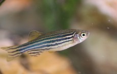 Zebrafish