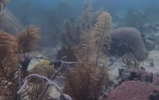 Atlantic Corals