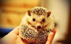 Hedgehog