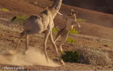 Lioness Vs. Giraffe