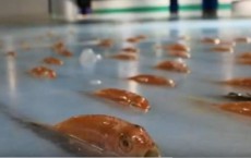 Theme Park In Japan Puts 5,000 Dead Fish Under Its Ice Rink