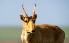 Planet Earth Crew Devastated As 150,000 Antelopes Die In Just 3 Days