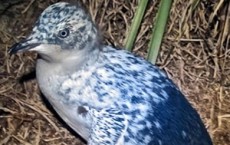 Rare Penguin Spotted at Bowen Island