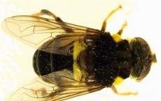 24 New Species of Flower Fly Detected