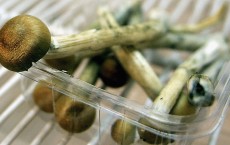 Freshly Picked Magic Mushrooms Reclassififed As Class A Drug In The U.K.