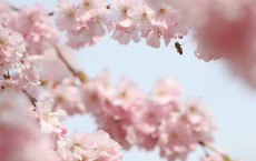 Bees Pollinate Blossom In Central London 