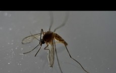 Zika Risk