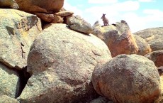 Endangered Black-Flanked Rock-Wallaby