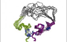 evolved enzyme RNA ligase