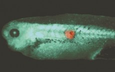 Bioelectric Signal Tadpole