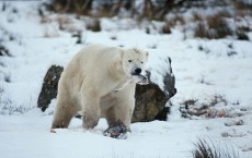 Polar Bear